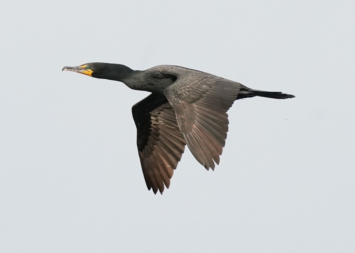 Cormoran à aigrettes - ML619755036