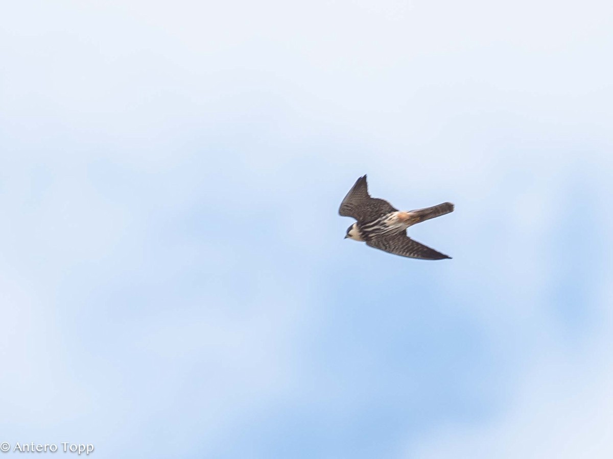 Eurasian Hobby - ML619755037