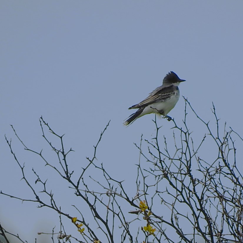 Eastern Kingbird - ML619755041