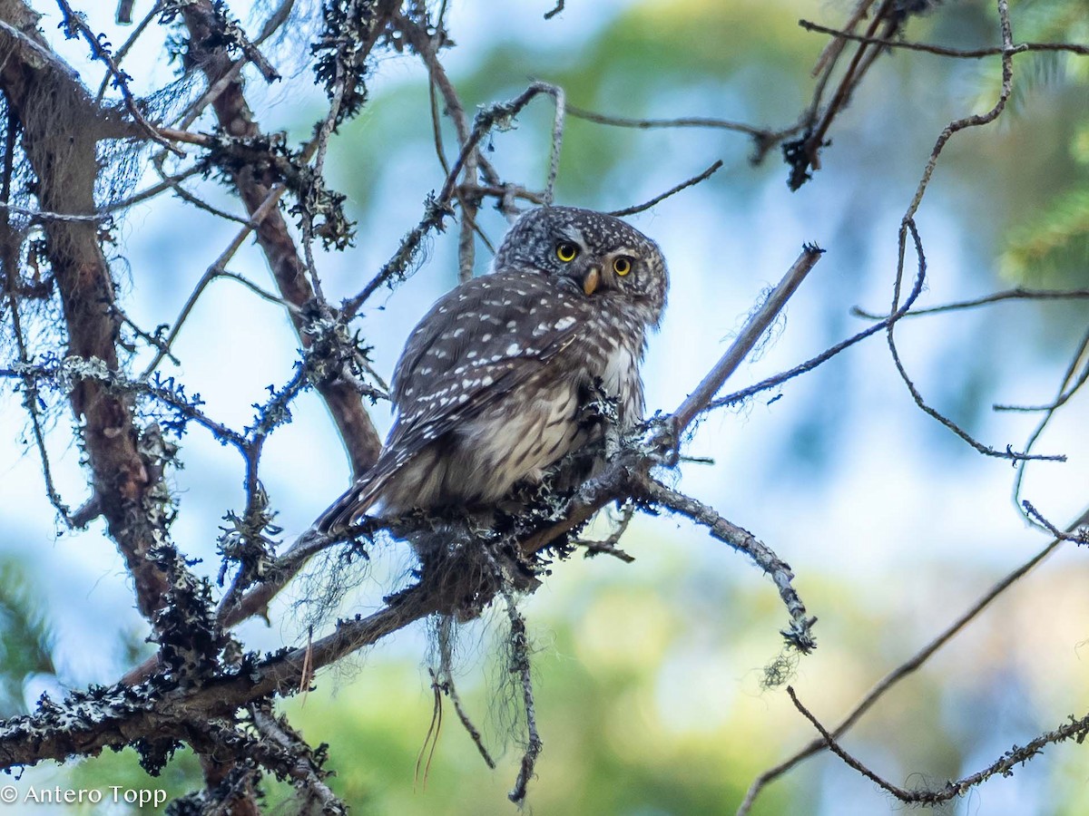 Eurasian Pygmy-Owl - ML619755059