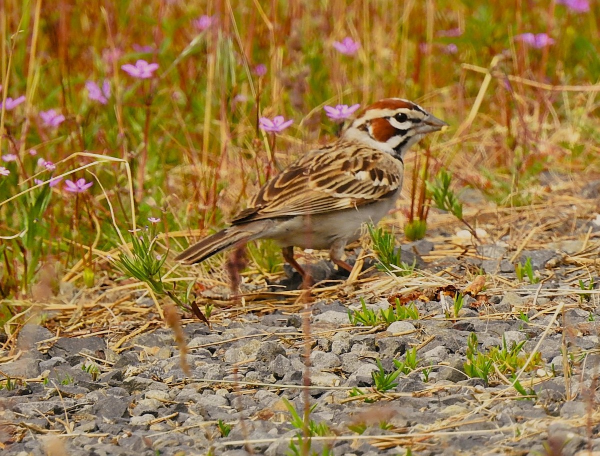 Lark Sparrow - woody wheeler