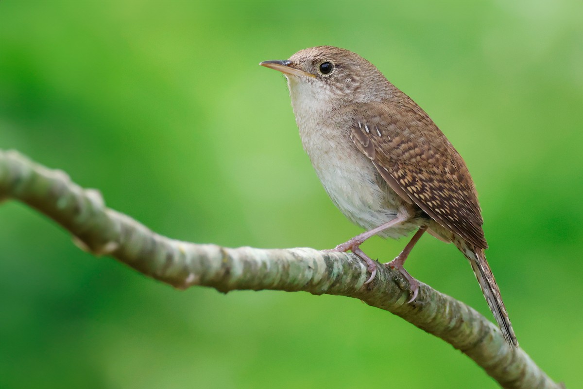 Northern House Wren - ML619755085