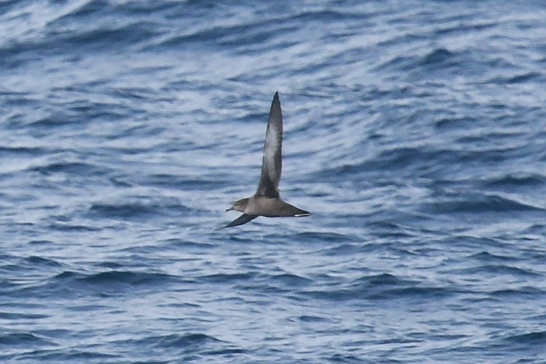 Short-tailed Shearwater - ML619755092