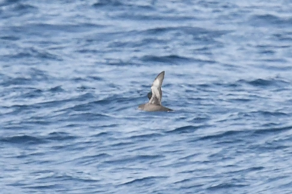 Short-tailed Shearwater - ML619755094