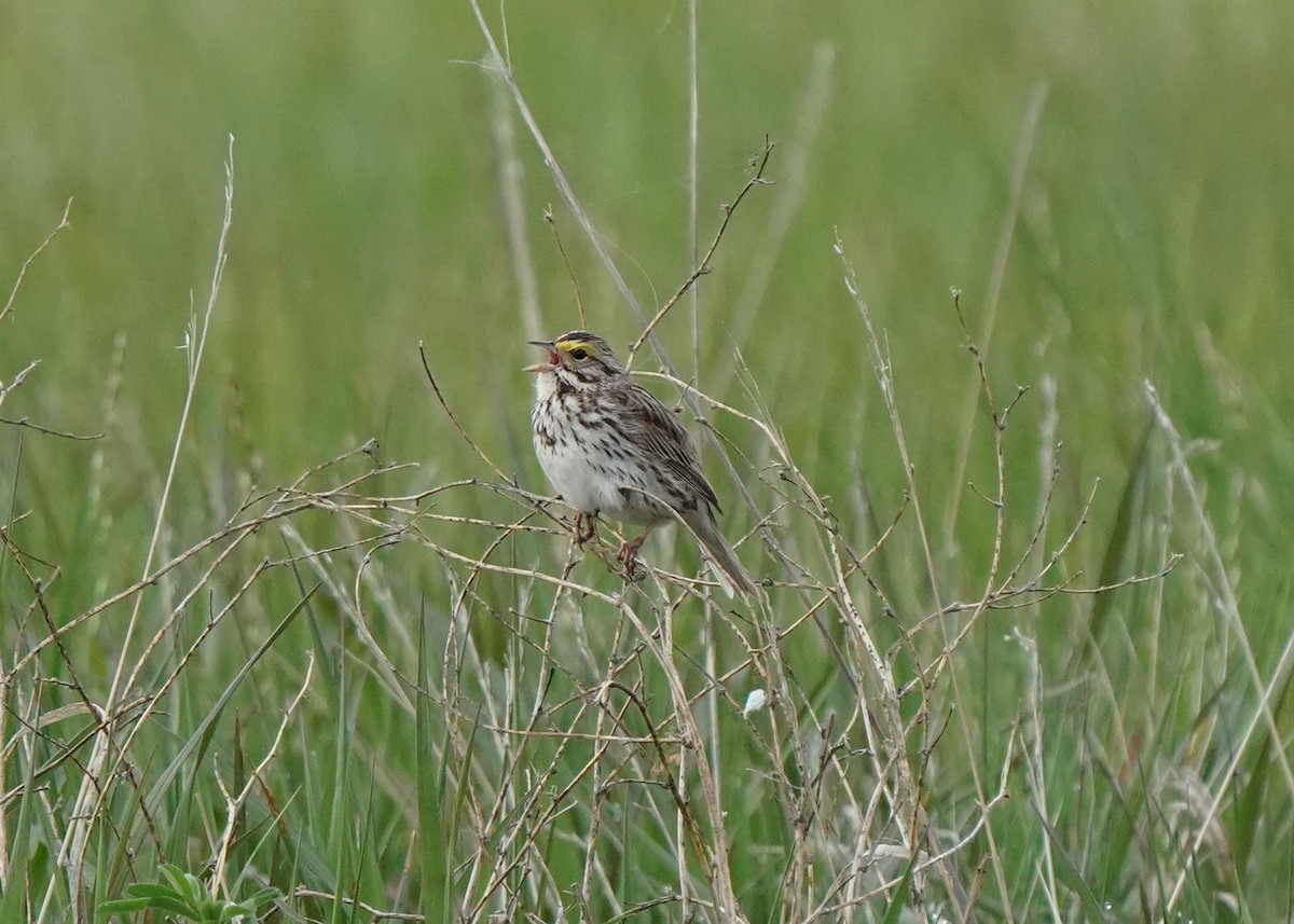 Savannah Sparrow - ML619755095