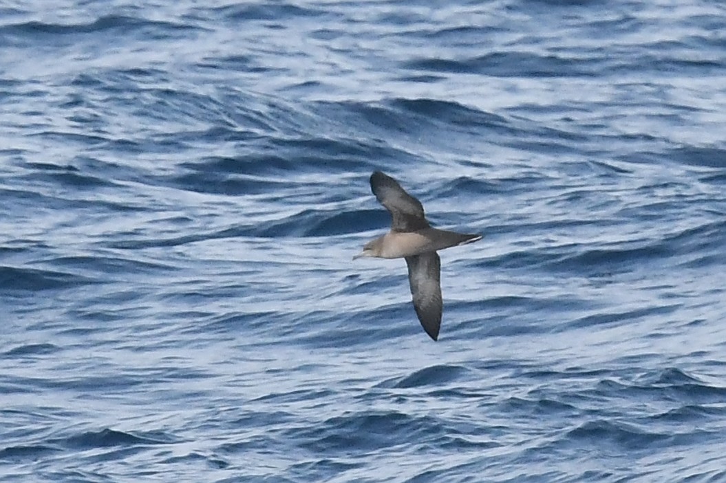 Short-tailed Shearwater - ML619755096