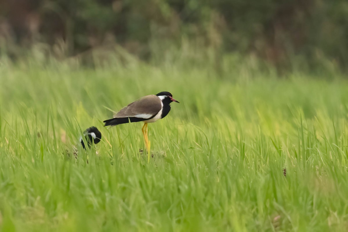 Red-wattled Lapwing - ML619755105