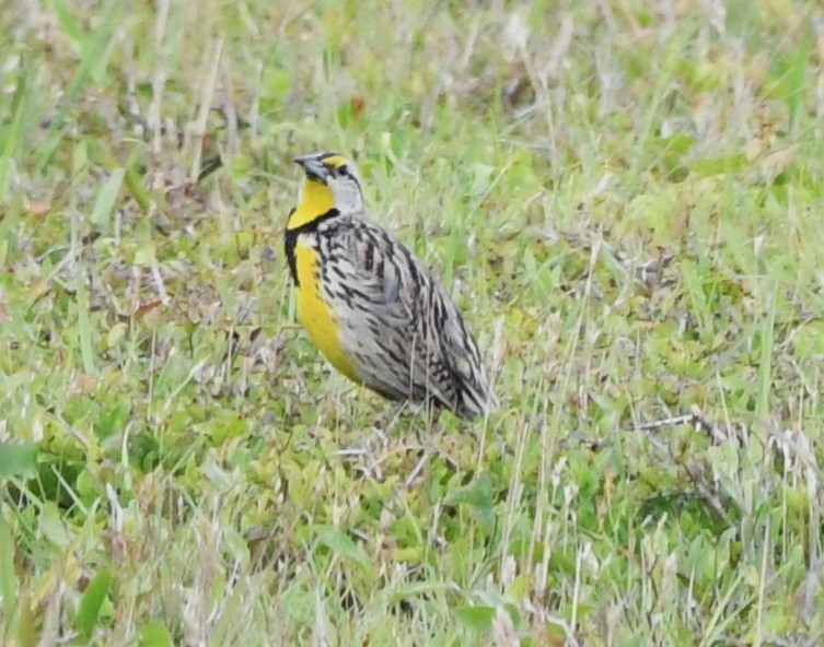 Eastern Meadowlark - ML619755109