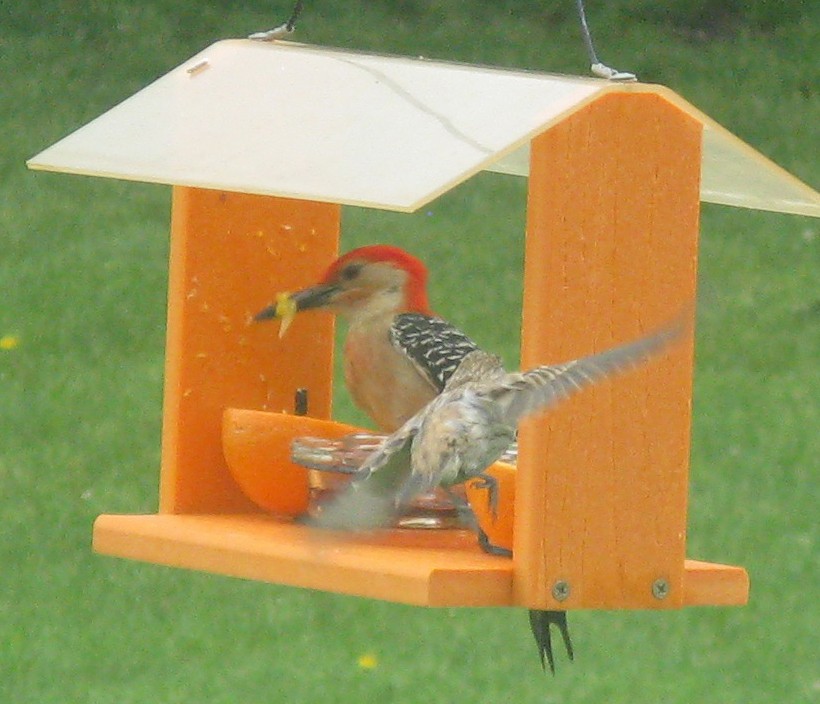 Red-bellied Woodpecker - ML619755111