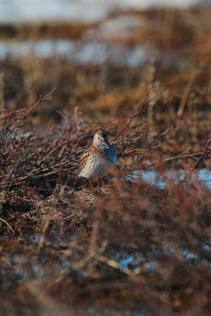 White-rumped Sandpiper - ML619755112