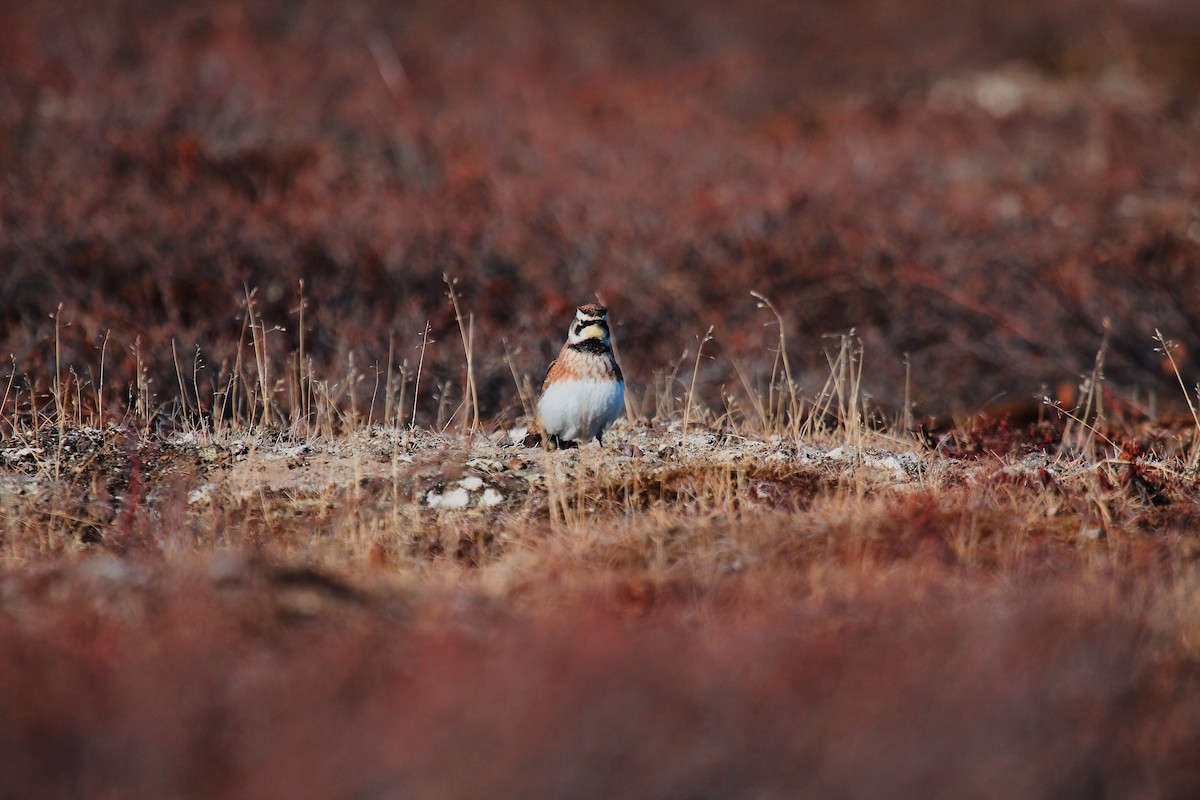 Horned Lark - ML619755117