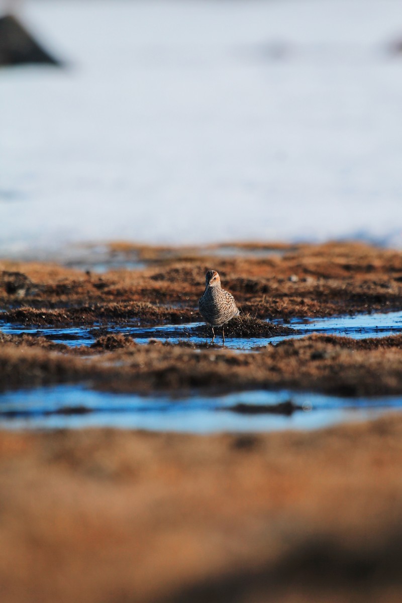 Stilt Sandpiper - ML619755126