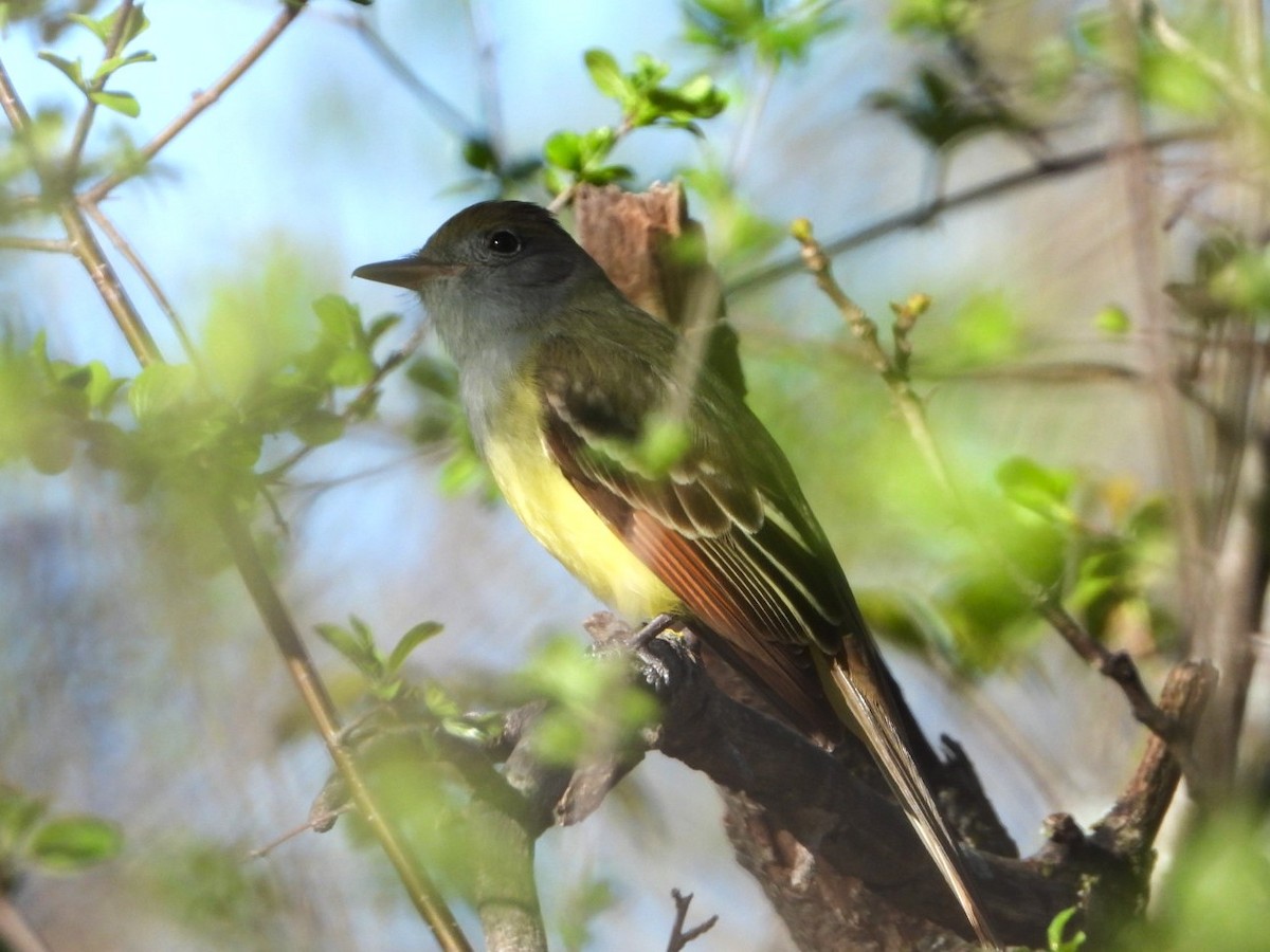 Great Crested Flycatcher - ML619755129