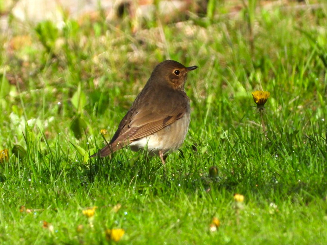 Swainson's Thrush - ML619755144