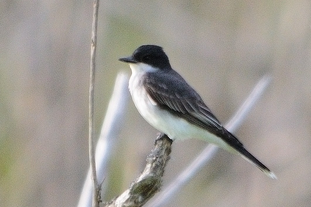 Schieferrücken-Königstyrann - ML619755145