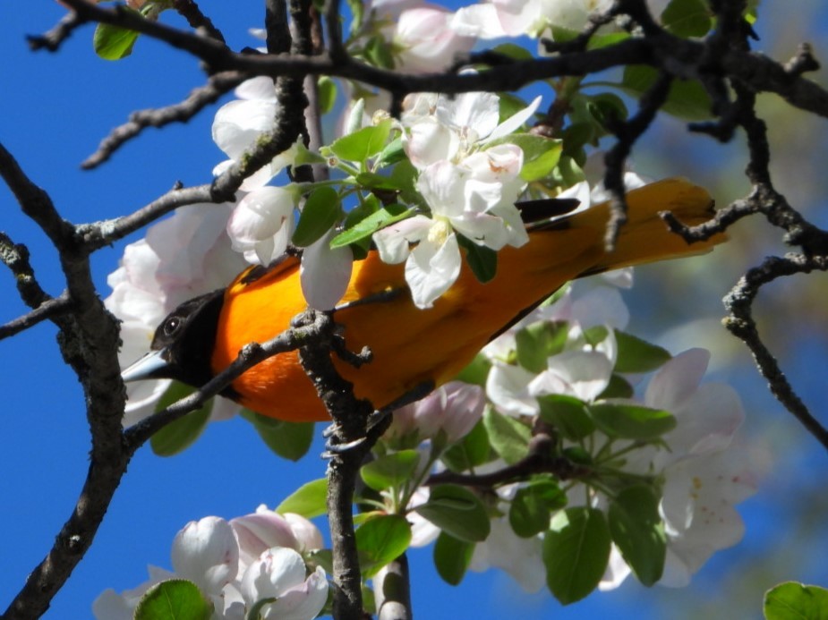 Baltimore Oriole - ML619755151