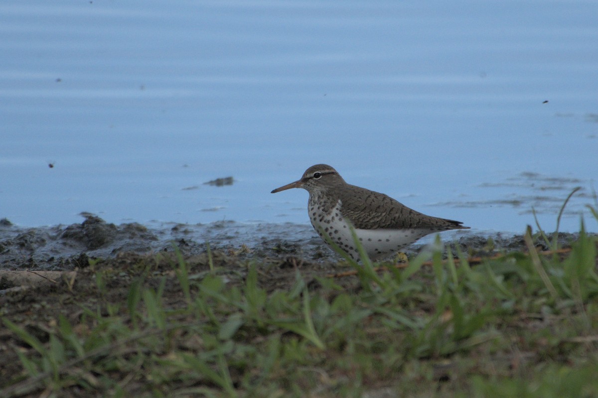 Spotted Sandpiper - ML619755185