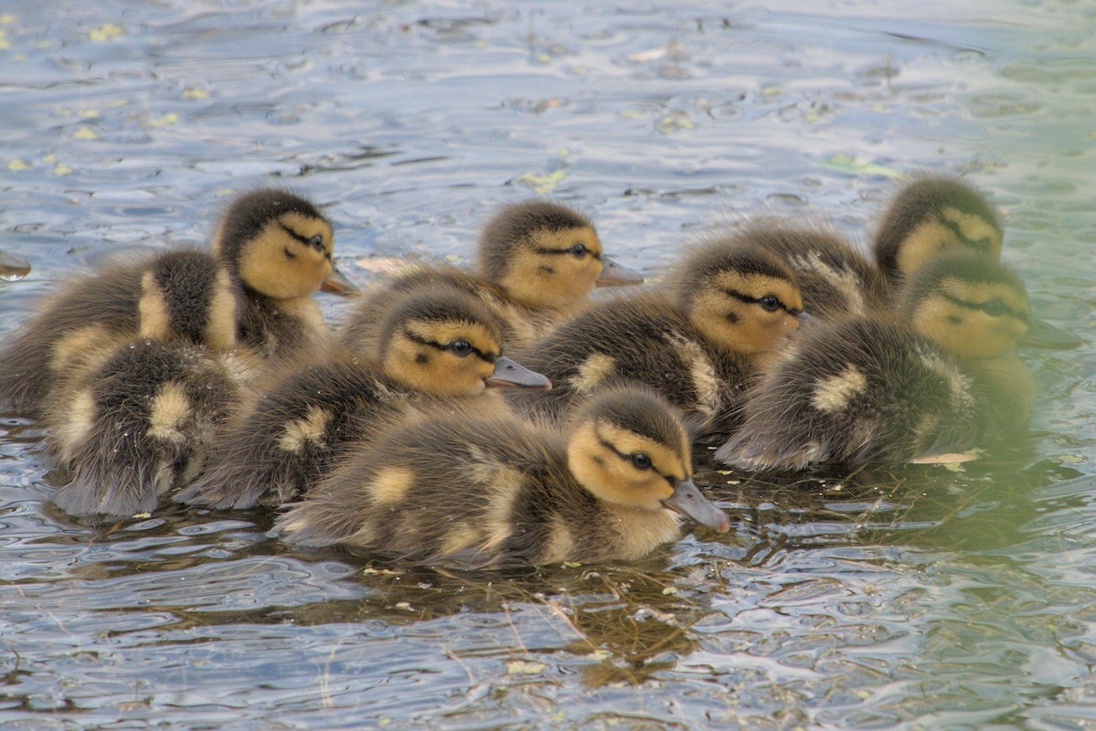 Canard colvert - ML619755209