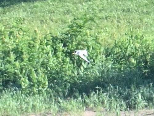 美洲小燕鷗 - ML619755210