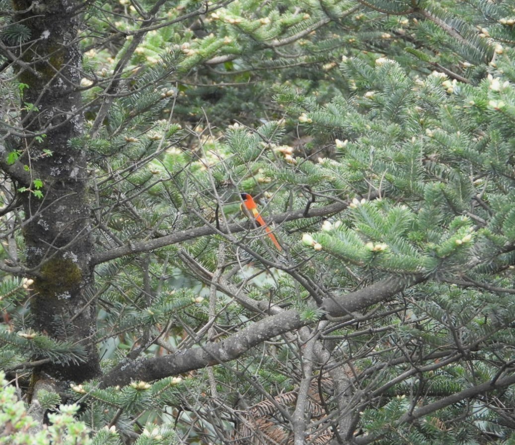 Fire-tailed Sunbird - ML619755213