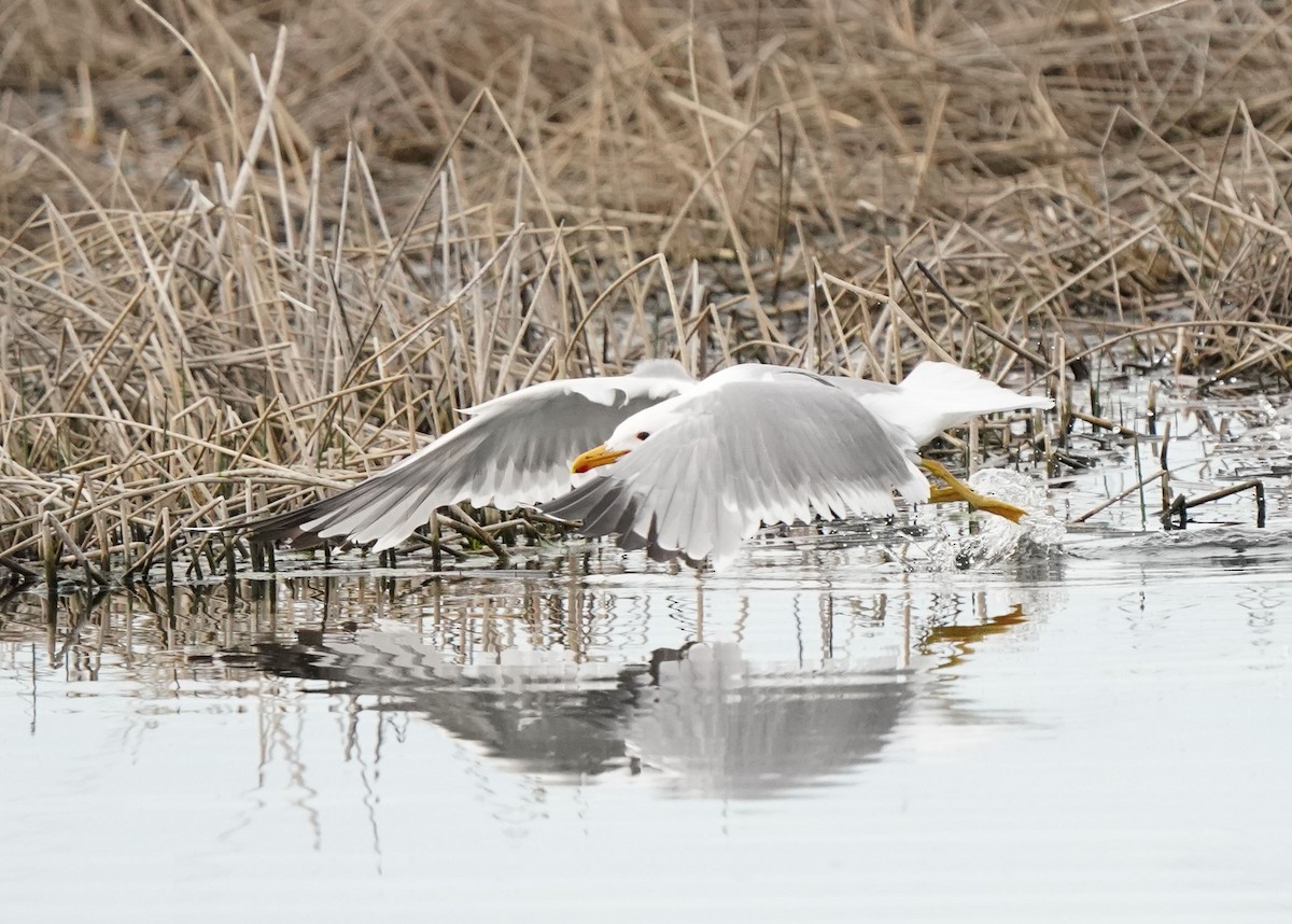 Gaviota Californiana - ML619755225