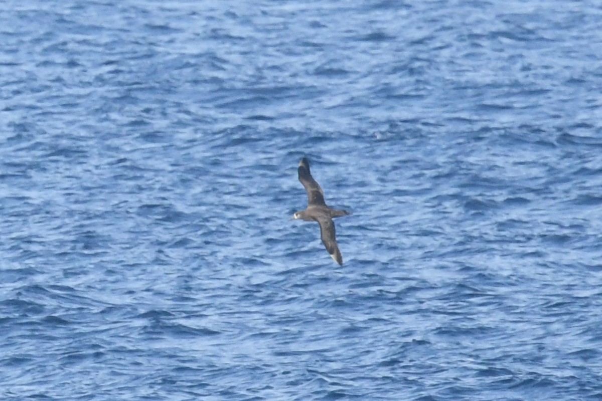 Black-footed Albatross - ML619755264