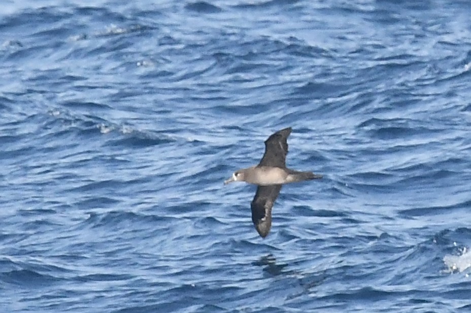 Albatros à pieds noirs - ML619755276