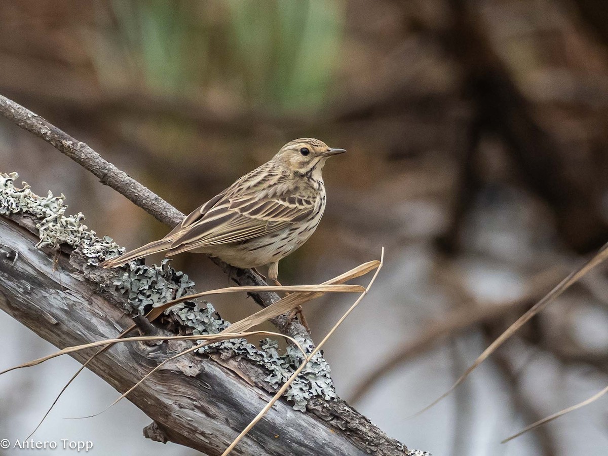 Meadow Pipit - ML619755279