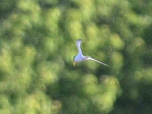 美洲小燕鷗 - ML619755281