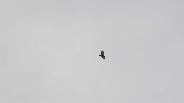 Oriental Honey-buzzard - ML619755292