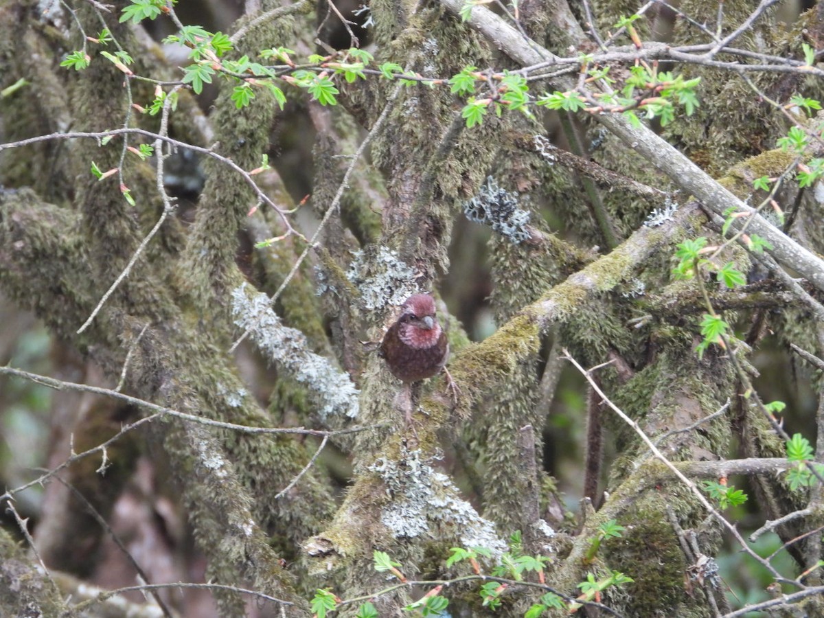 Dark-rumped Rosefinch - ML619755307