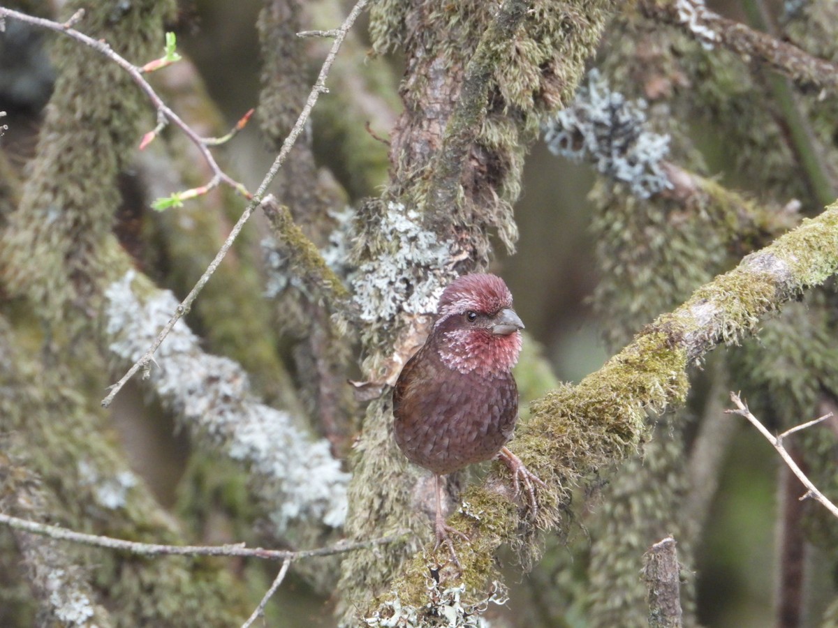 Dark-rumped Rosefinch - ML619755314