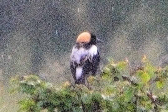 bobolink americký - ML619755330