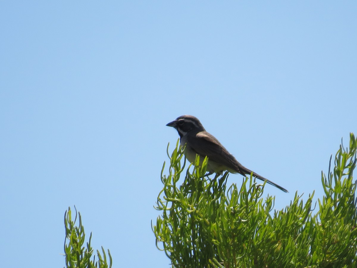 Black-throated Sparrow - ML619755362