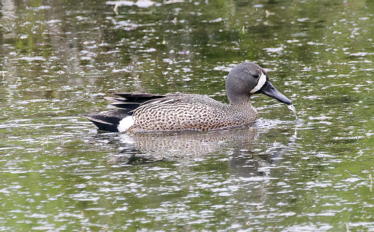 Blue-winged Teal - ML619755381