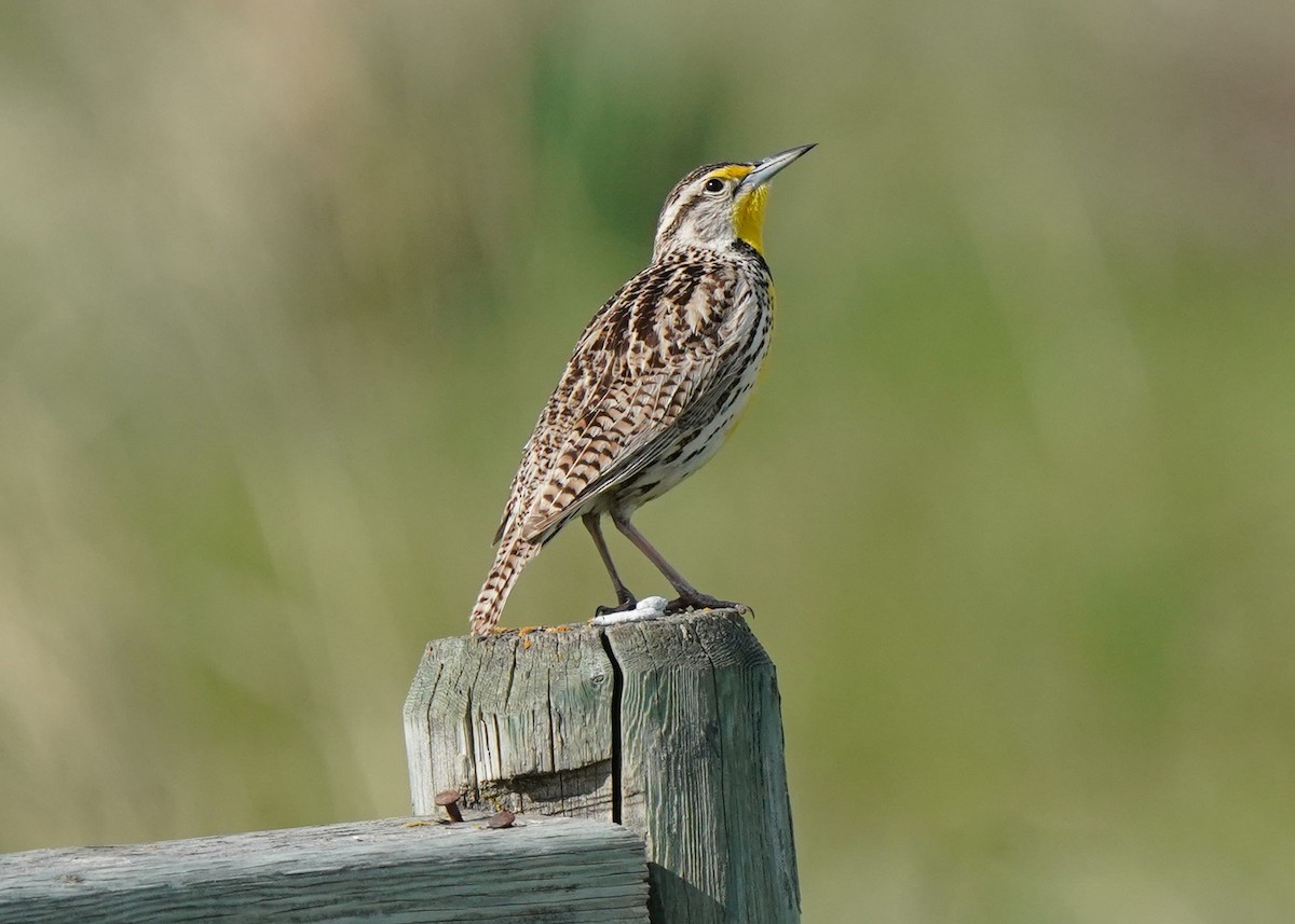 Western Meadowlark - ML619755383