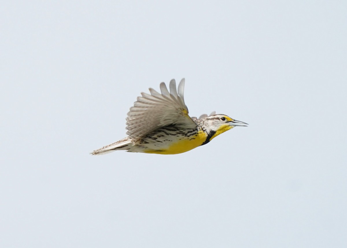 Western Meadowlark - ML619755384