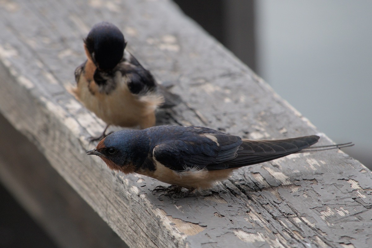 Barn Swallow - ML619755404