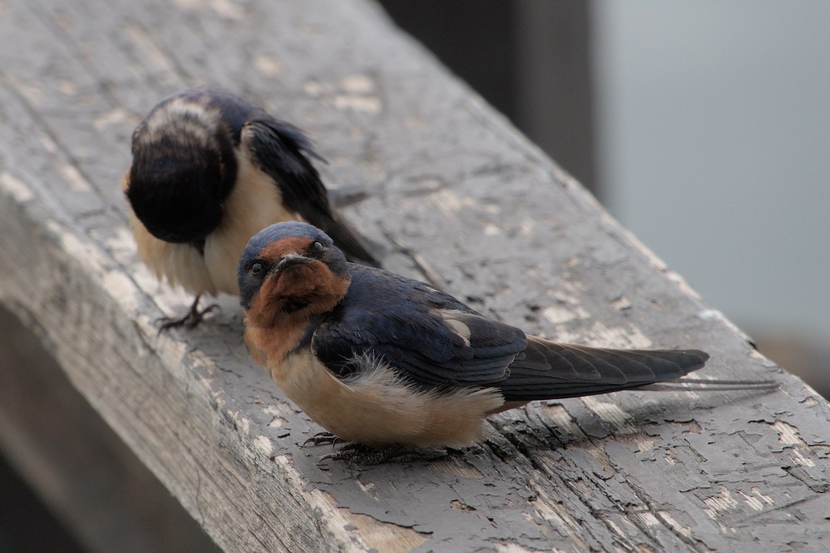 Barn Swallow - ML619755405