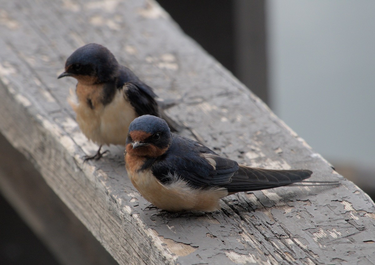 Barn Swallow - ML619755406