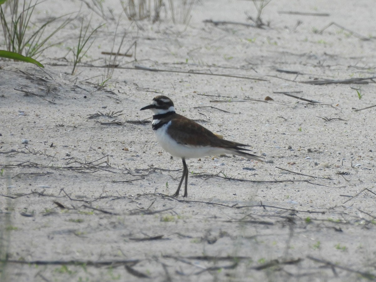 Killdeer - ML619755418