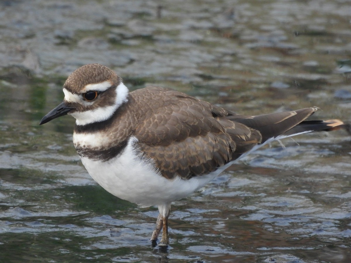 Killdeer - Tracee Fugate