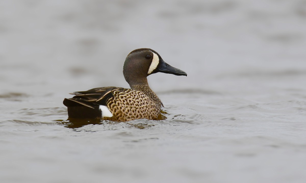 Blue-winged Teal - ML619755423