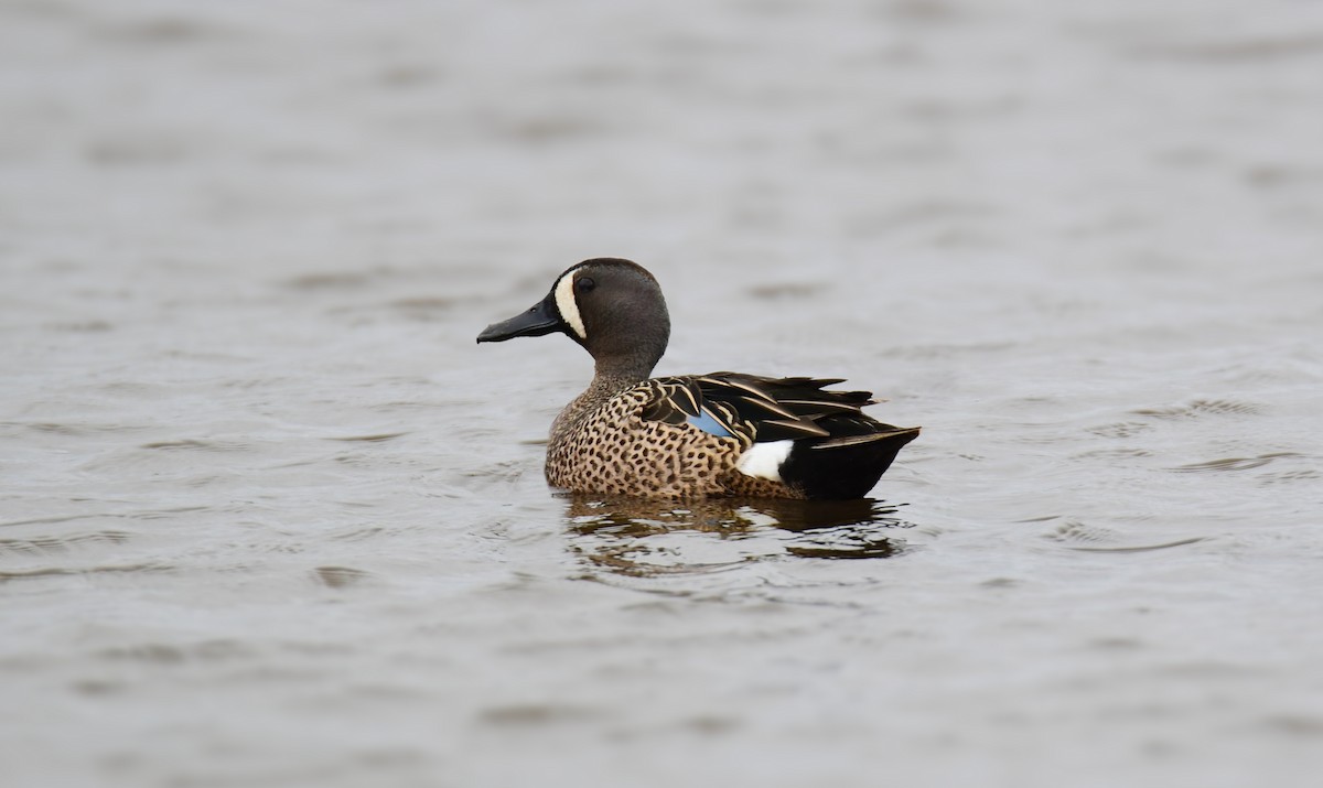 Blue-winged Teal - ML619755424