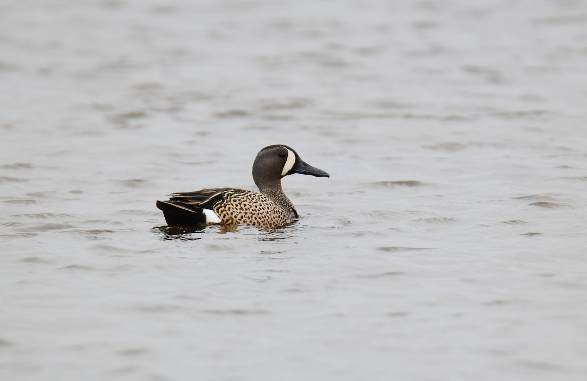 Blue-winged Teal - ML619755425