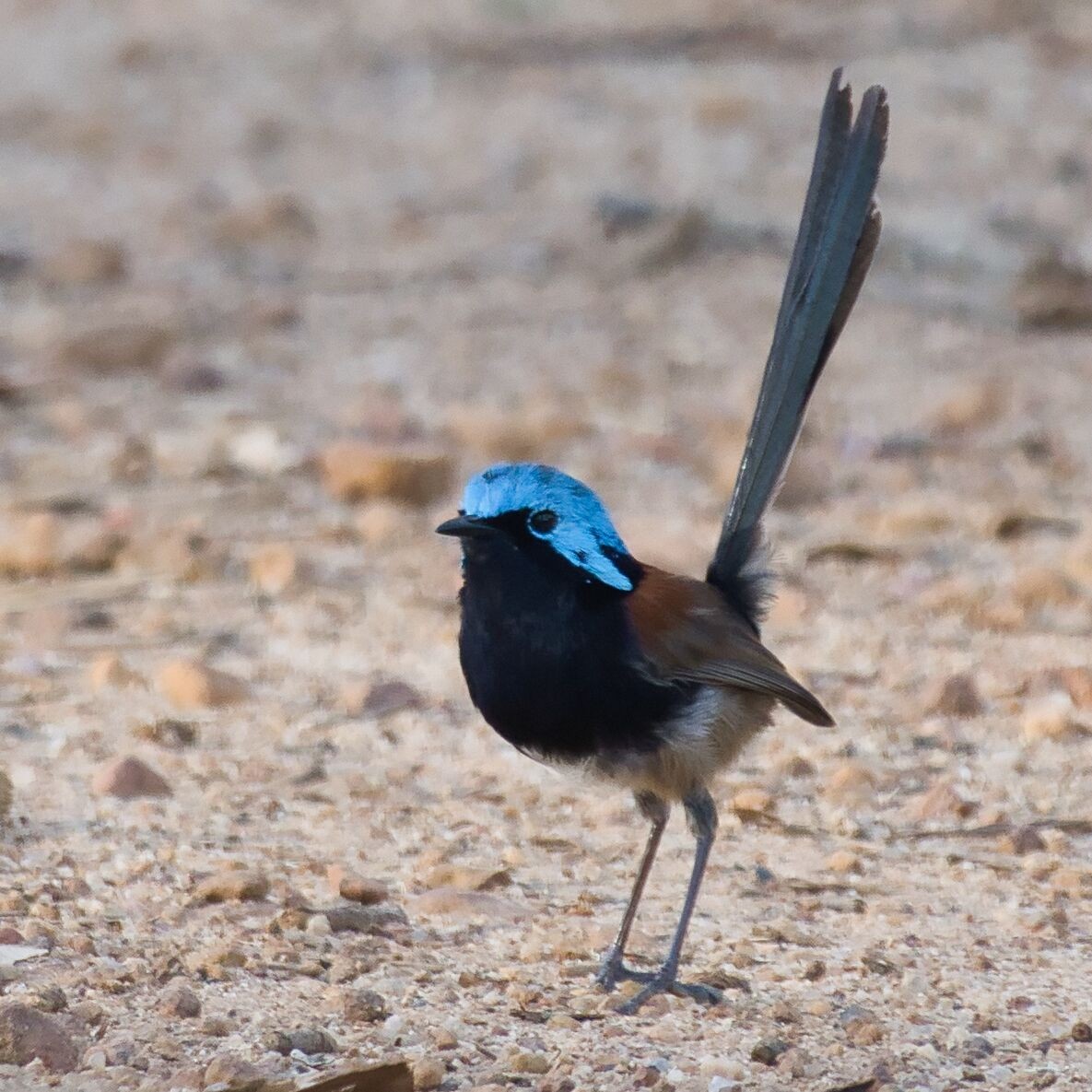 Red-winged Fairywren - ML619755431