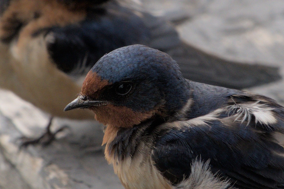 Barn Swallow - ML619755450