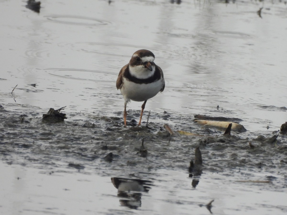 Semipalmated Plover - ML619755451