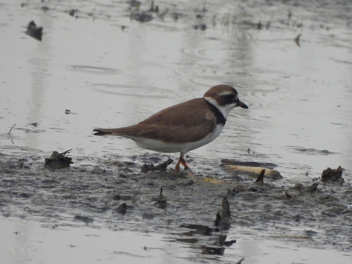 Semipalmated Plover - ML619755452