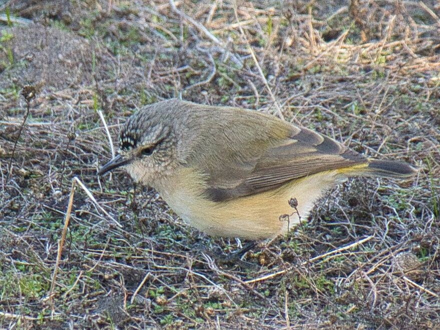 Acanthize à croupion jaune - ML619755459